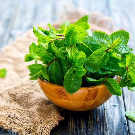 The Amazing Mint Essential Oil - Bibo