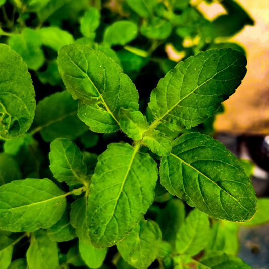 The Perks of Being Tulsi - Bibo
