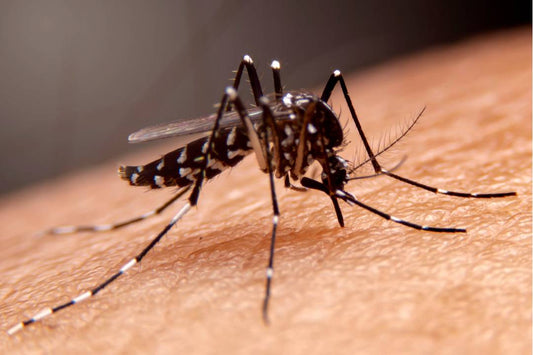 Battling the Dengue Surge: Unveiling the Alarming Numbers in Bengaluru