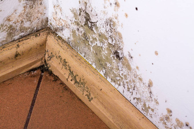 Mold and Dampness: A Monsoon Challenge for Respiratory Health